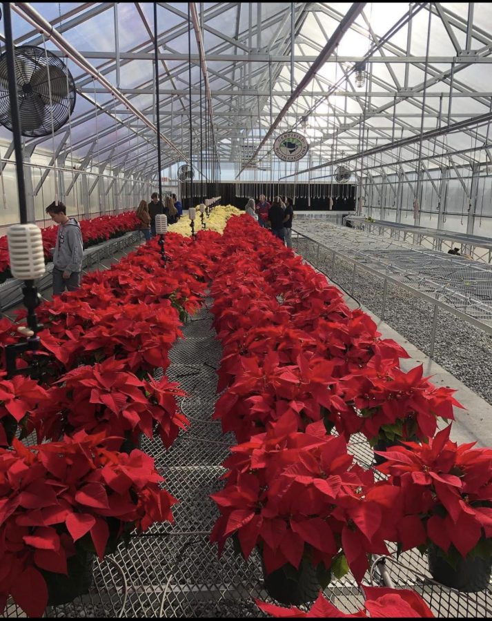 Hillcrest Agricultures Poinsettias - Selling Fast!