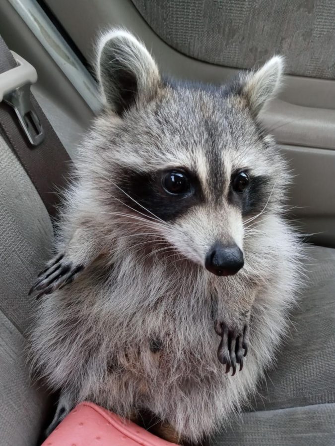 A Raccoon’s Story